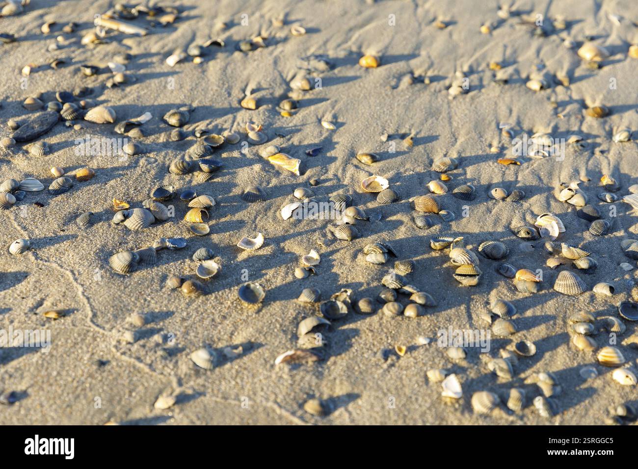 Muscheln und Sand geformt von Wind und Wasser, Nordstrand von Norderney, Niedersachsen, Deutschland, Europa Stockfoto