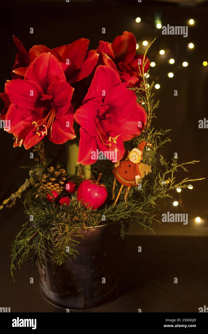 Weihnachtsstern (Hippeastrum) in Blüte, rot blühend mit Weihnachtsdekoration in einem Blumentopf, Weihnachtsdekoration Stockfoto