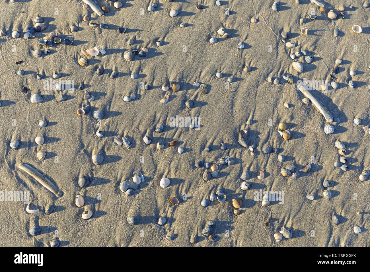 Muscheln und Sand geformt von Wind und Wasser, Nordstrand von Norderney, Niedersachsen, Deutschland, Europa Stockfoto