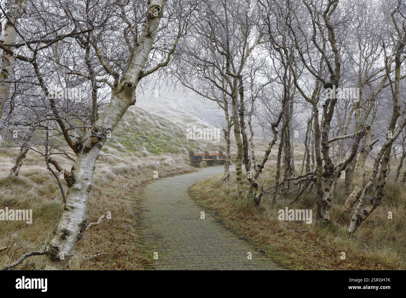 Weg durch die Dünen bei Nebel und Raureif, Norderney, Niedersachsen, Deutschland, Europa Stockfoto