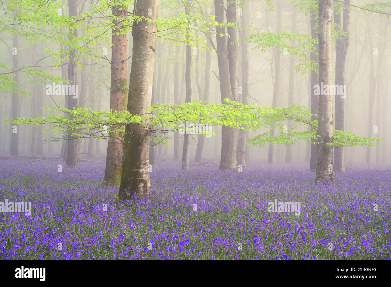 Hellgrüne Blätter auf einer Buche mit Teppichen aus violetten Blauglocken in einem nebeligen Wald an einem frischen Frühlingsmorgen. Dorset, England. Stockfoto