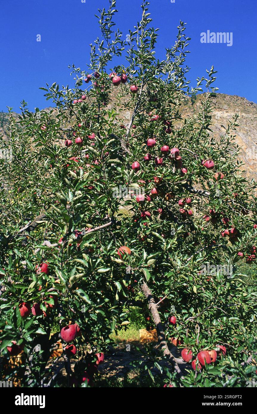 Früchte, Apfel auf Baum, Sangla Valley, Himachal Pradesh, Indien, Asien Stockfoto