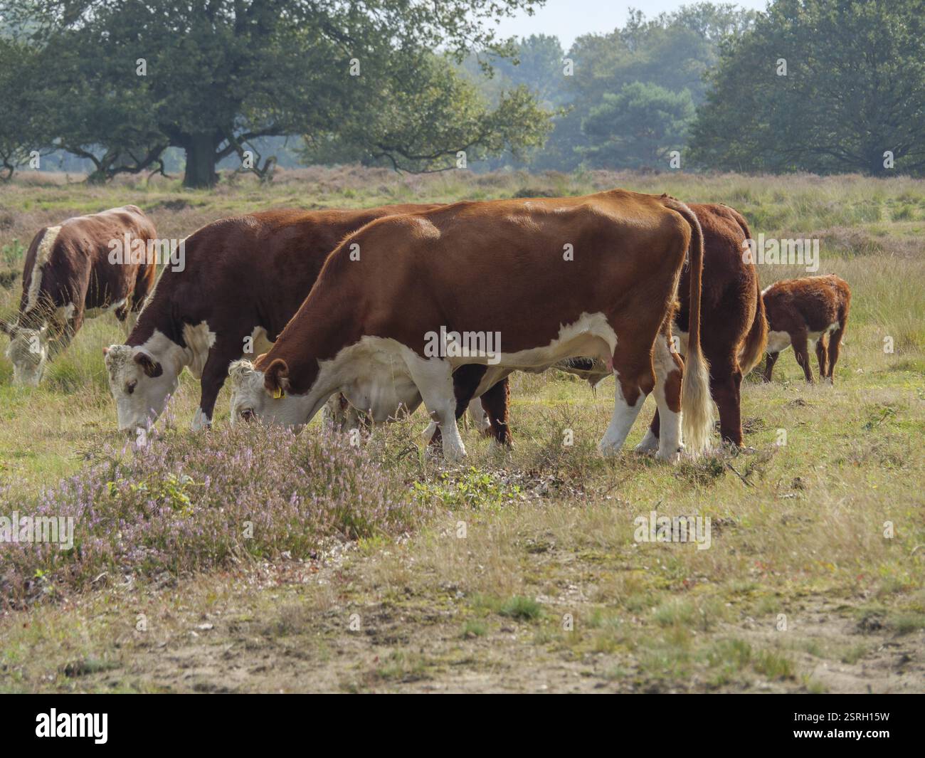 Eine Gruppe von Kühen weidet ruhig auf einer weiten Wiese mit Bäumen im Hintergrund, haaksbergen, niederlande Stockfoto