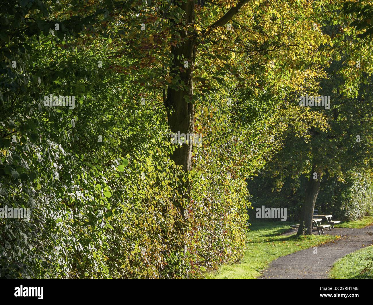 Grüner Weg durch eine Laublandschaft mit Sonne und Schatten, Borken, Westfalen, Deutschland, Europa Stockfoto