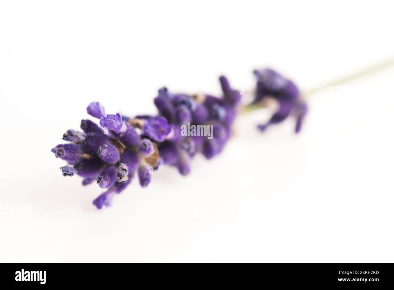 Lavendel Blume Stockfoto