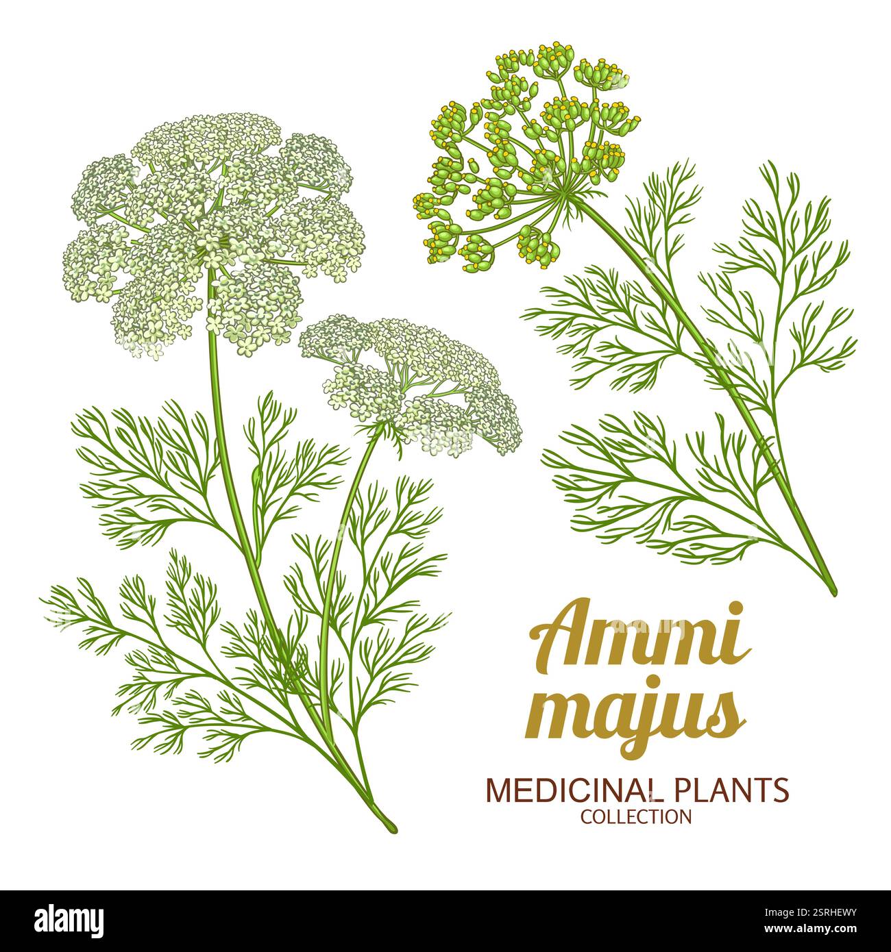 Ammi Majus Pflanze Farbige Detaillierte Abbildung. Stock Vektor
