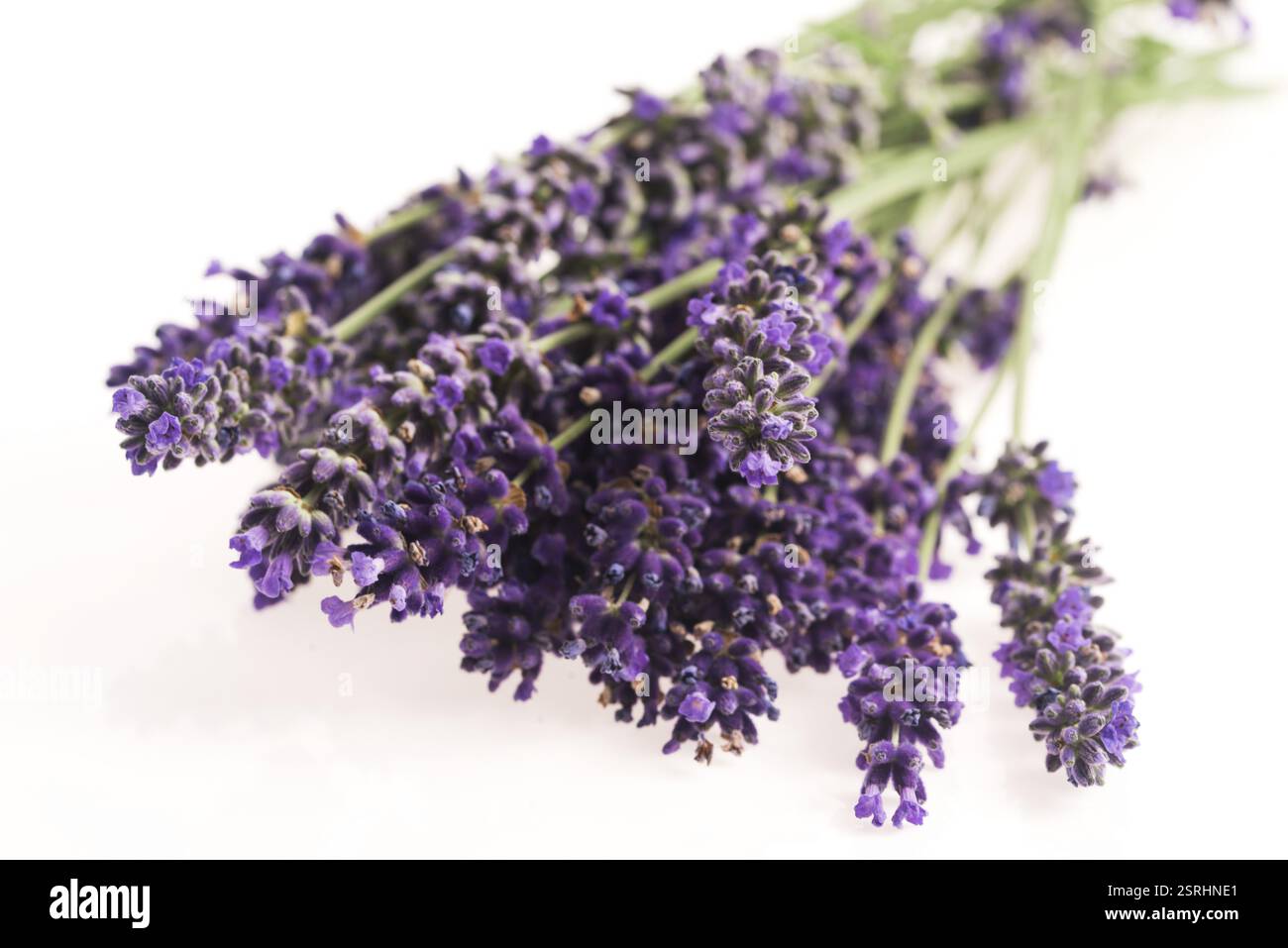 Lavendel Blume Stockfoto