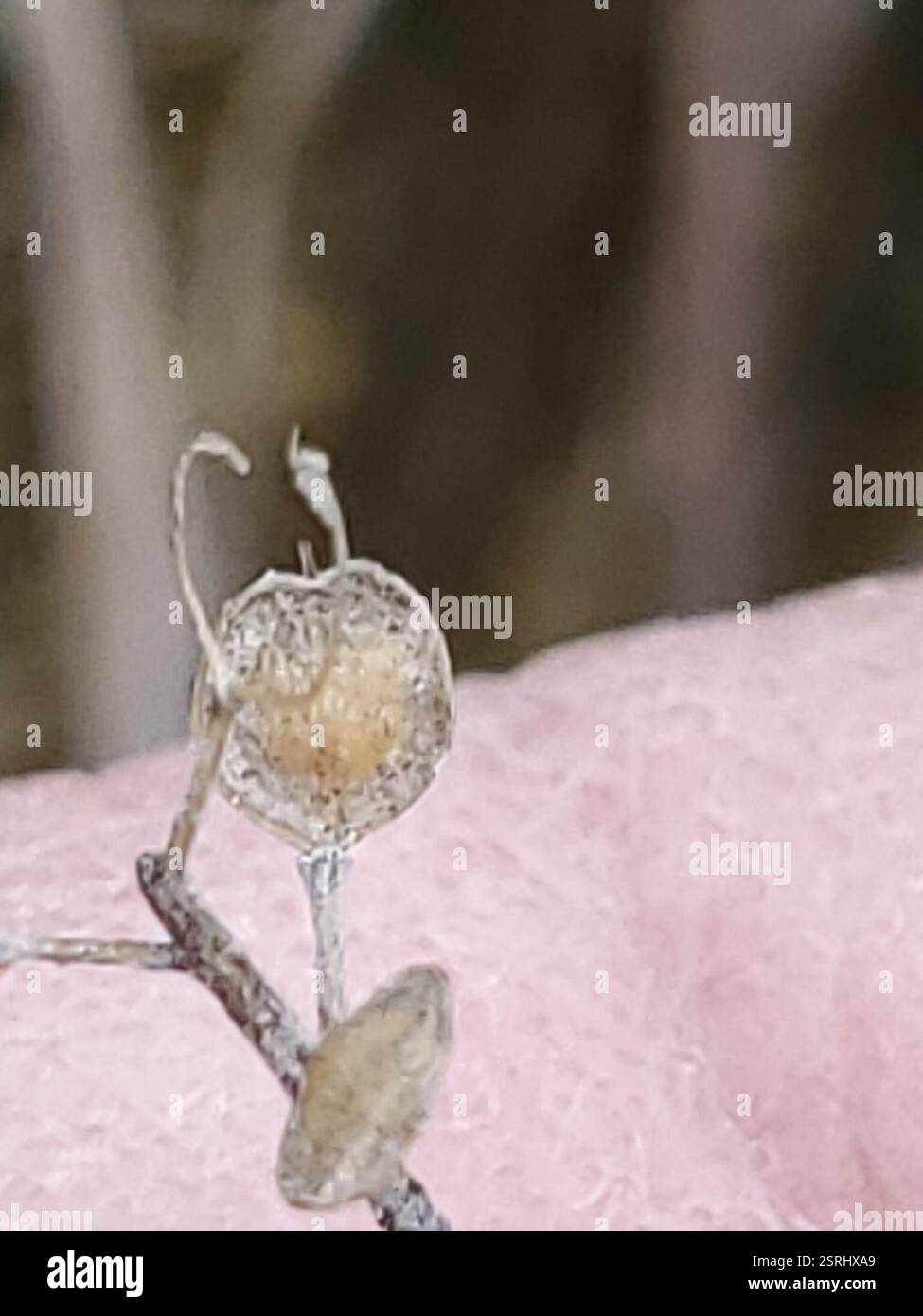 Alyssum (Alyssum), Plantae, Musselshell County, MT, USA Stockfoto