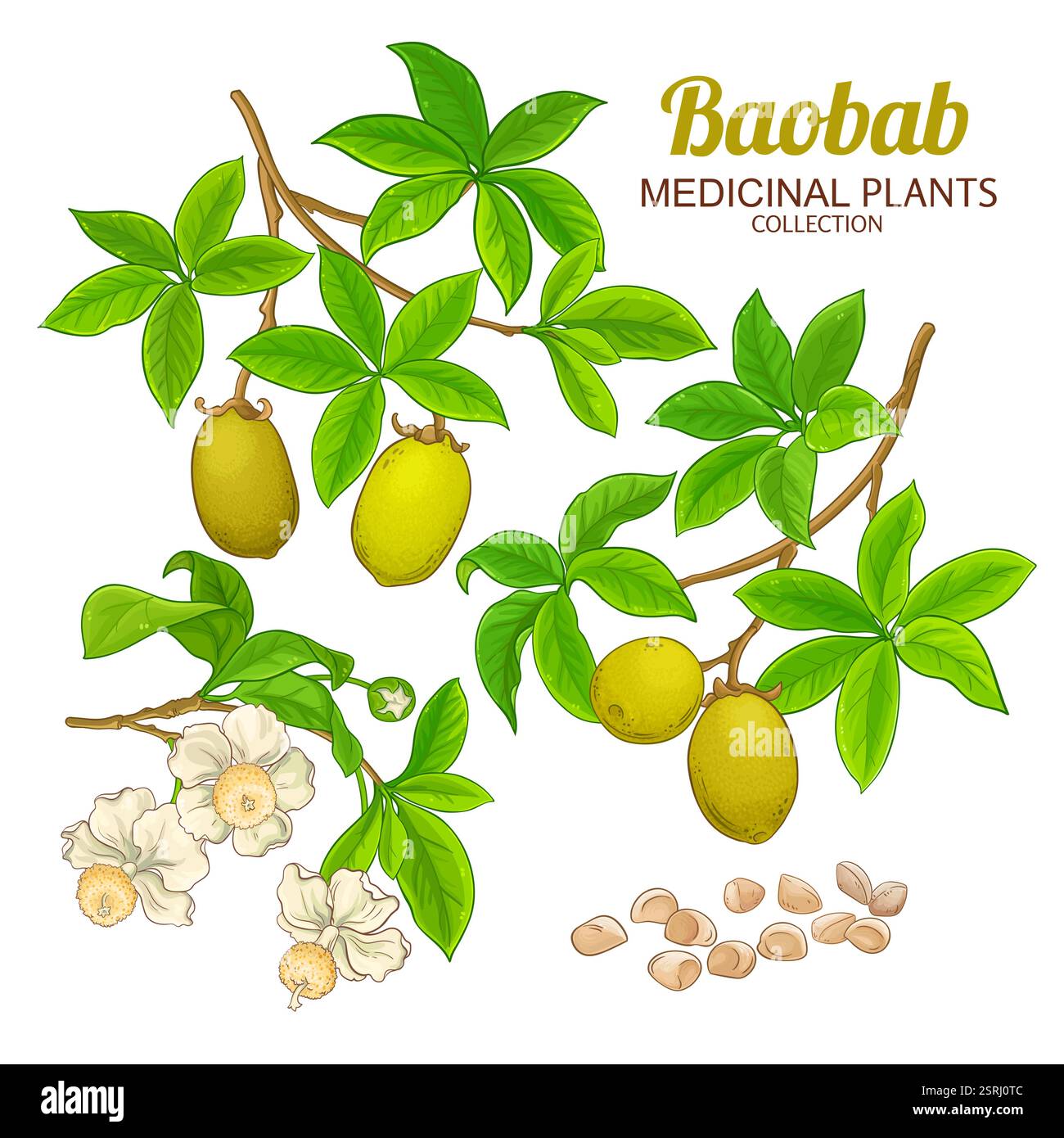 Baobab Branch Farbige Detaillierte Abbildung Stock Vektor