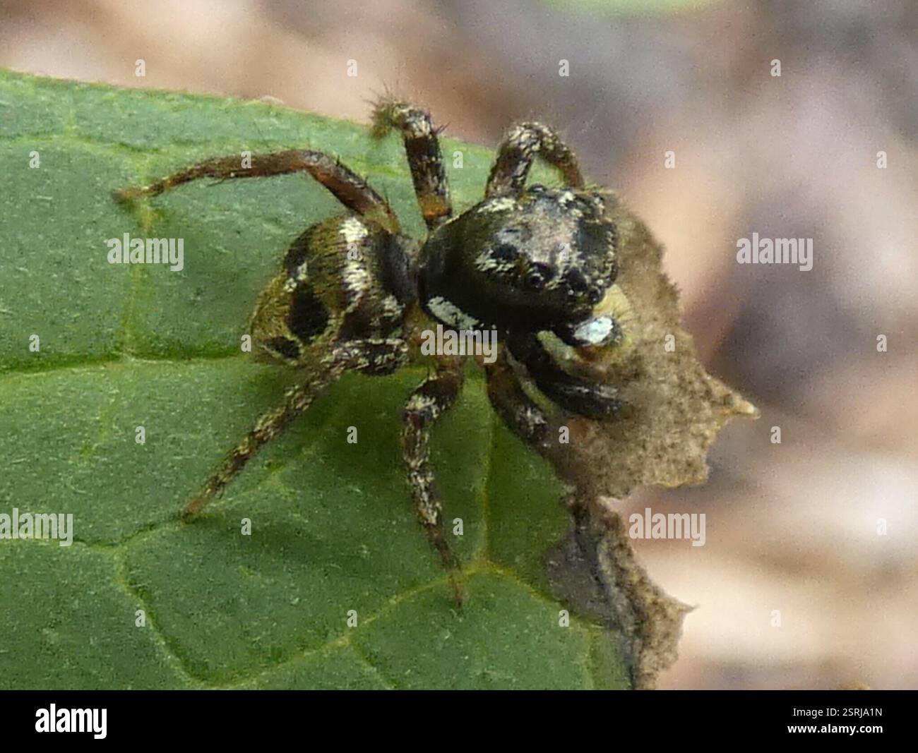 Jumping Spider mit Doppelflagge (Anasaitis canosus), Arachnida, River Rd Putnam County, FL, USA Stockfoto