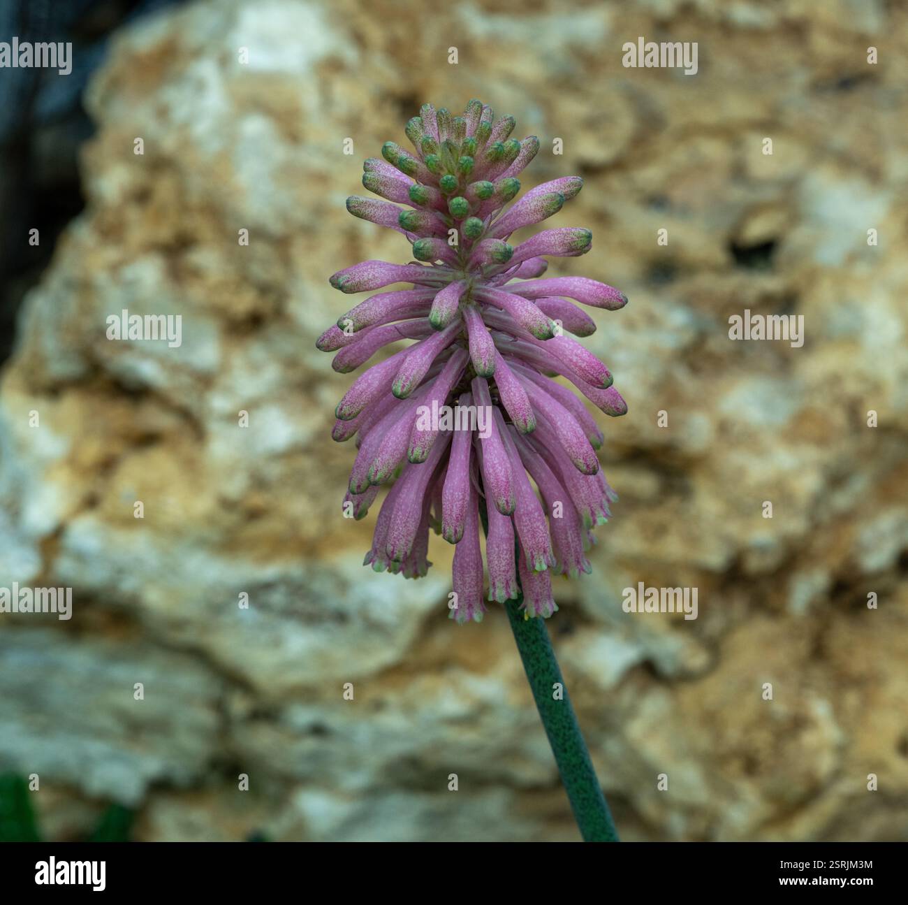 VELTHEIMIA BRACTEATA. Die Blütezeit ist vom Herbst bis zum frühen Winter Stockfoto