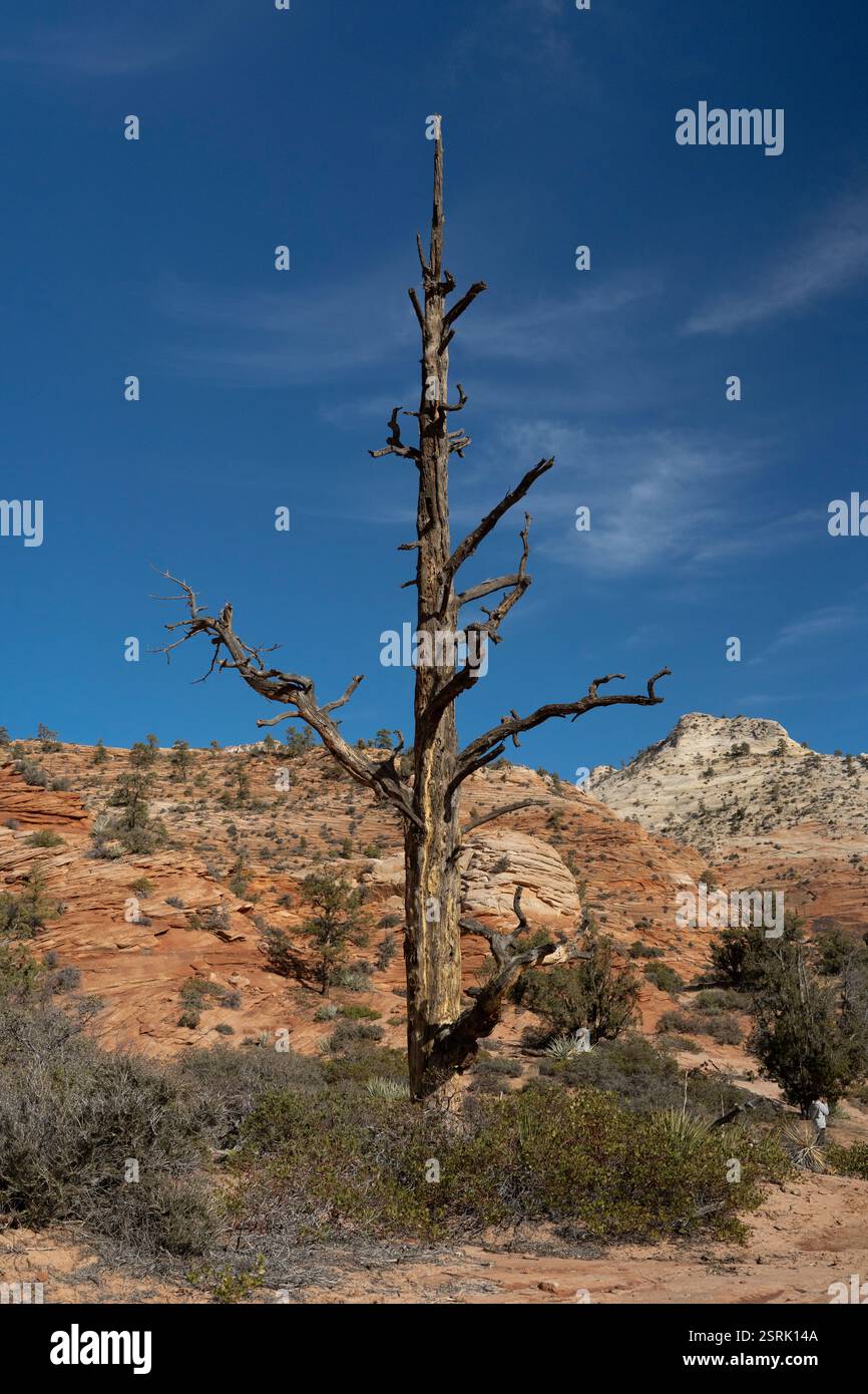 Ein toter Baum im Zion-Nationalpark, Utah. Bunte Sandsteinklippen und Wüstenlandschaft. Stockfoto