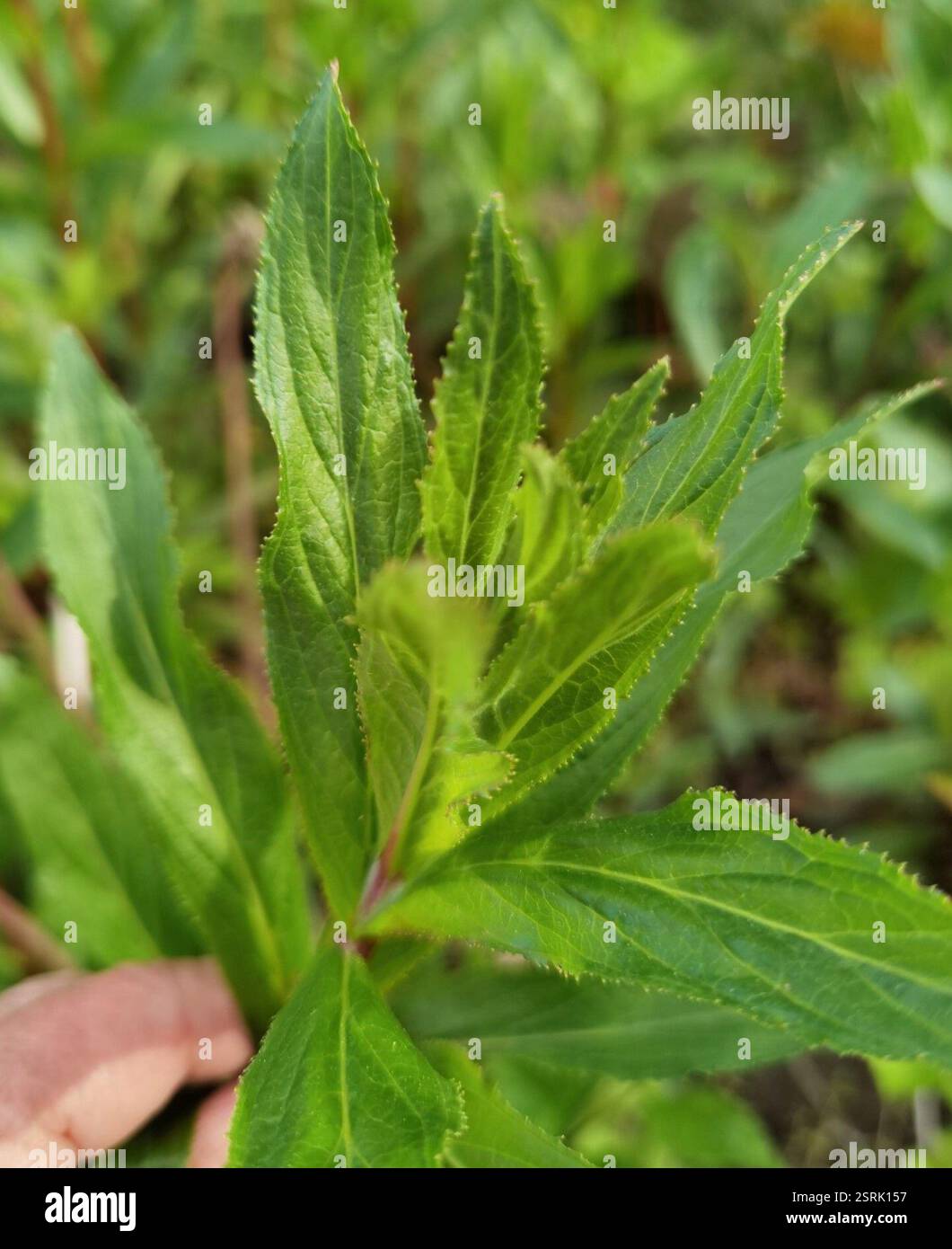 Weidenhirte (Epilobium), Plantae, Emilienhofstraße 2, 37154 Northeim, Deutschland, I. glandulifera in der Nähe eines Grabens Stockfoto