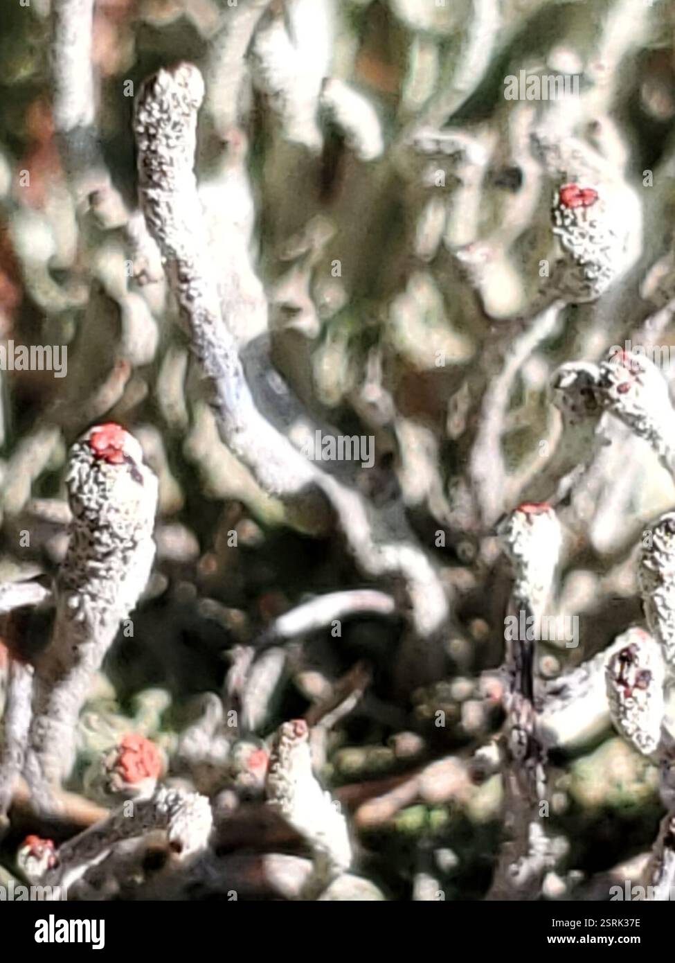 Lippenstift Powderhorn (Cladonia macilenta), Fungi, Fergus County, MT, USA Stockfoto