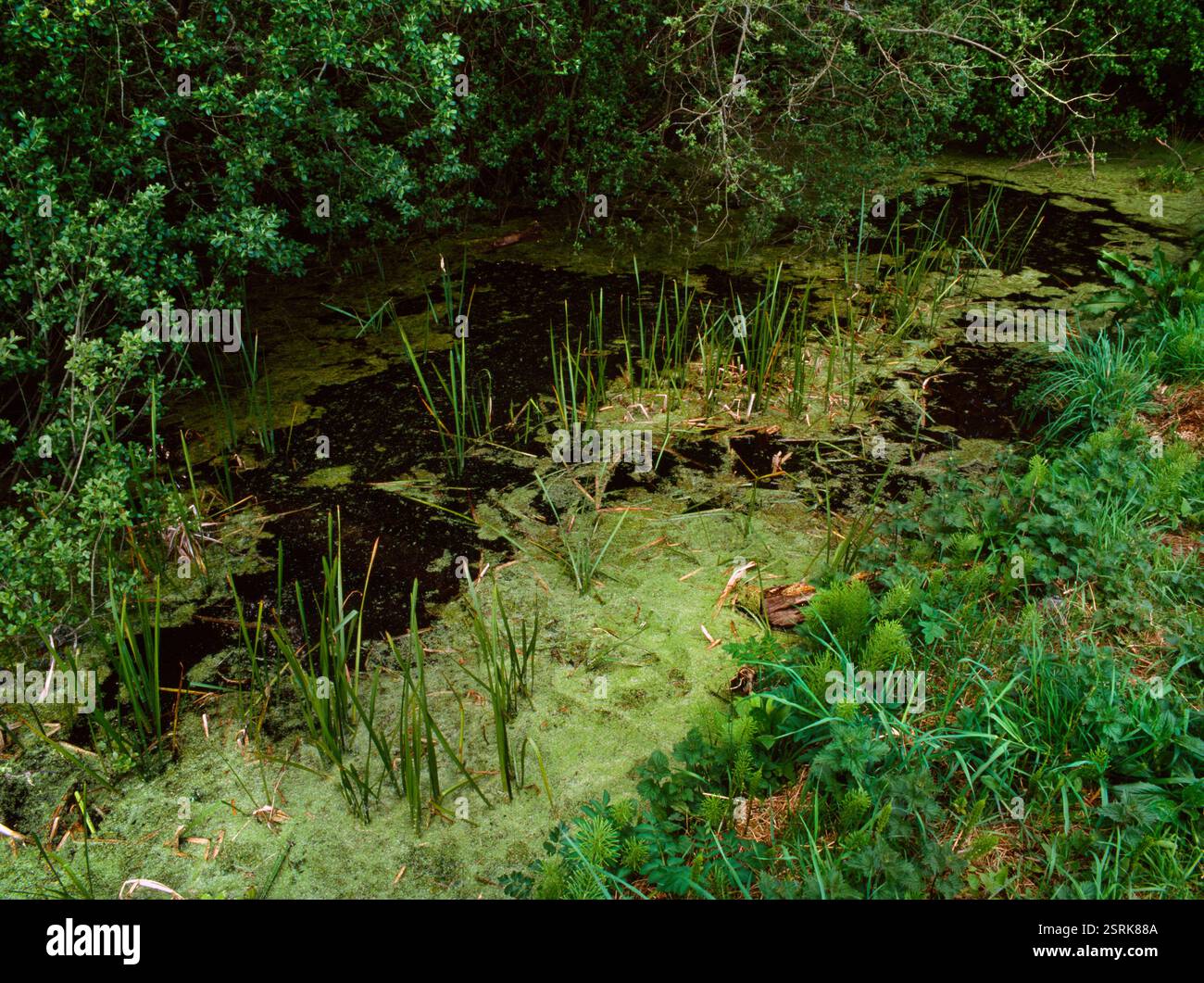 Blick auf NNE entlang Crochan Llanddwyn, Newborough Forest, Anglesey, Wales, Großbritannien, Ort einer Wishing & Weissagung, die gut mit der 5. St. Dwynwen verbunden ist. Stockfoto