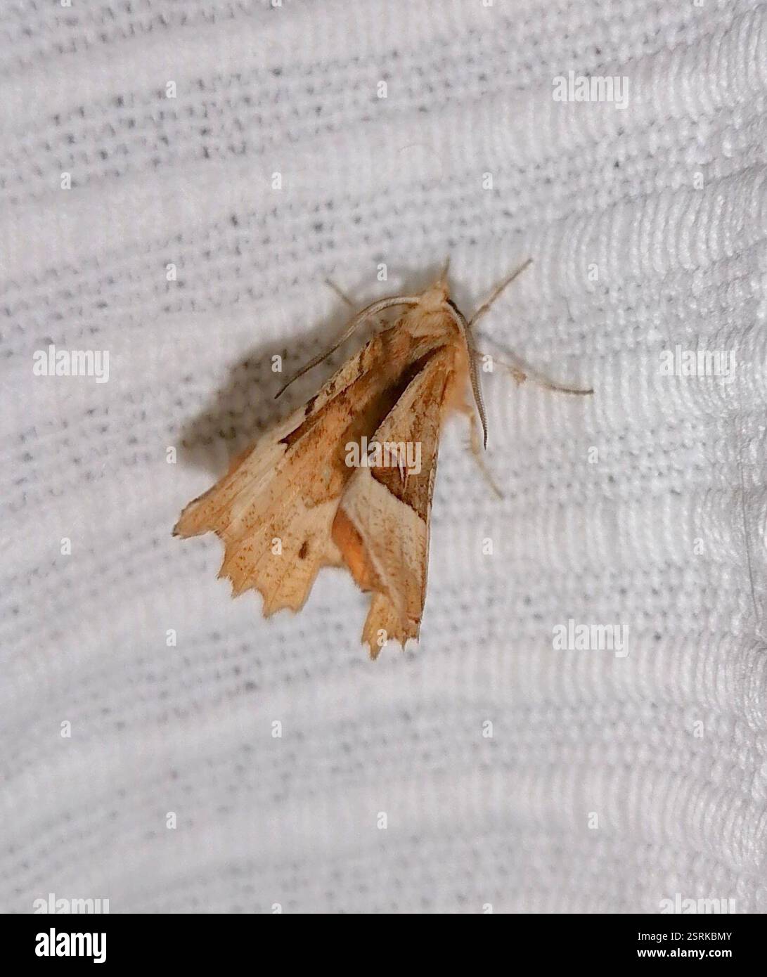 Purple Thorn (Selenia tetralunaria), Insecta, 11, Новосибирск, Новосибирская область, Россия, 630060 Stockfoto