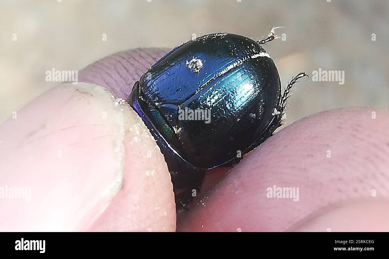 Woodland Dor Beetle (Anoplotrupes stercorosus), Insecta, Rieder, Ballenstedt, Deutschland, super klein, aber gewöhnlicher Dungkäfer oder ein paar kleinere Arten? Stockfoto