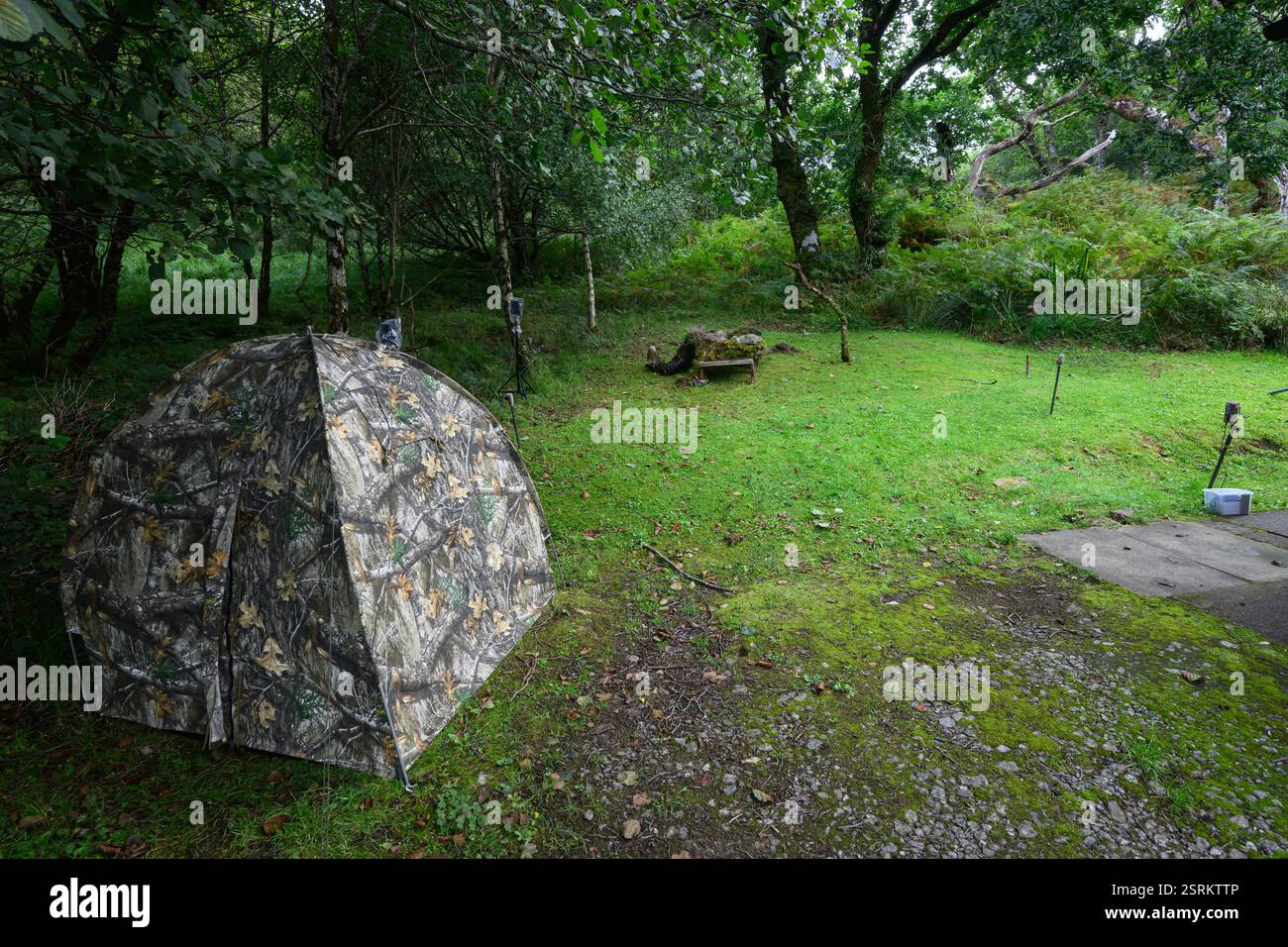 Fotografische Einrichtung für Kiefernmarderfotografie mit Blitz ohne Kamera. Morvern Scotland. Stockfoto