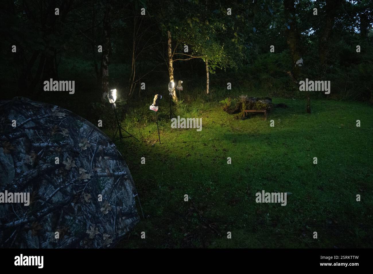 Fotografische Einrichtung für Kiefernmarderfotografie mit Blitz ohne Kamera. Morvern Scotland. Stockfoto