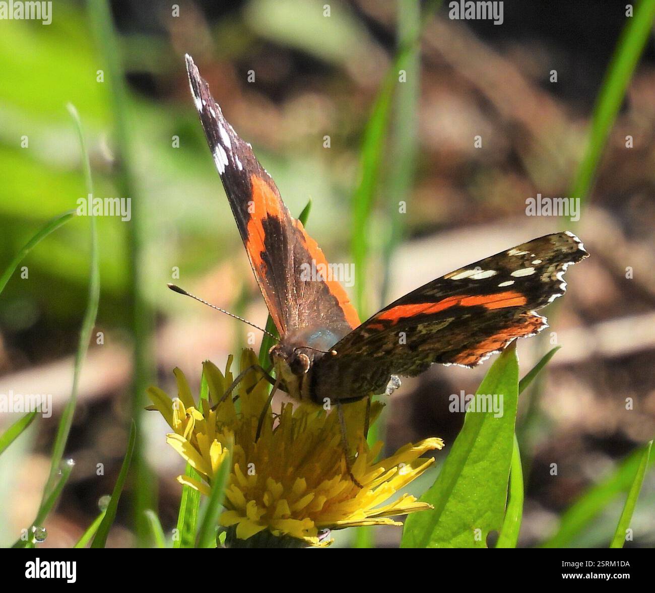 Red Admiral (Vanessa atalanta), Insecta, 3 Broad ln, Teeterville, AUF N0E 1S0, Kanada Stockfoto