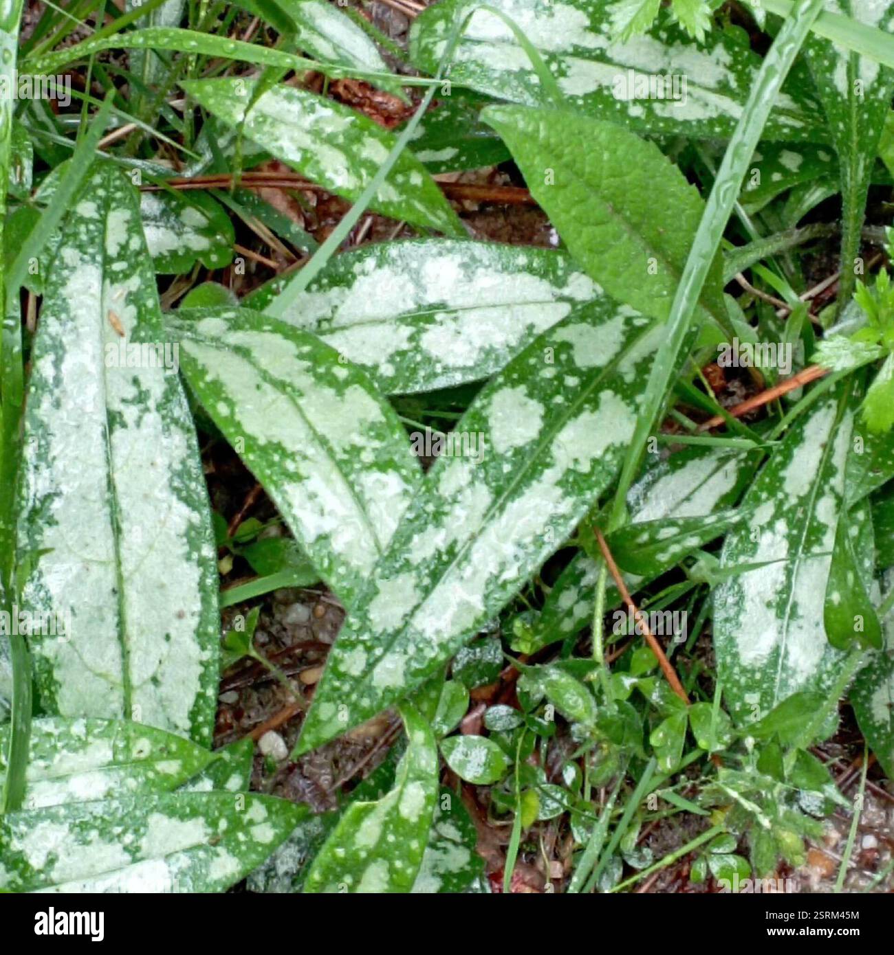 Schmalblättriges Lungenkraut (Pulmonaria longifolia), Plantae, 33170 Gradignan, Frankreich Stockfoto