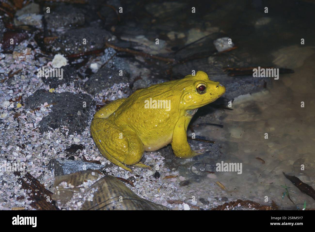 Amphibien, indischer Bullenfrosch rana tigerina, Indien, Asien Stockfoto