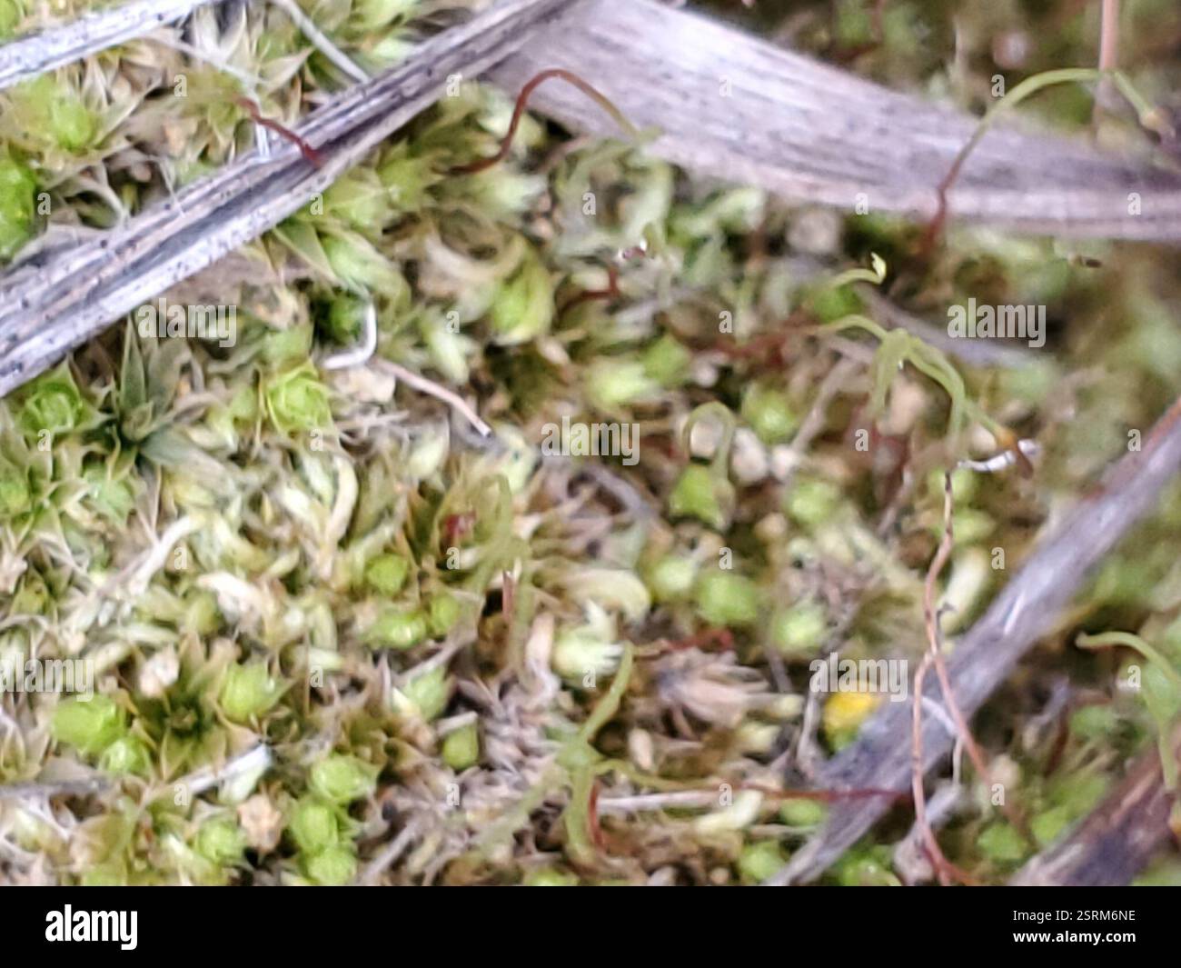 Moose (Bryophyta), Plantae, Musselshell County, MT, USA Stockfoto
