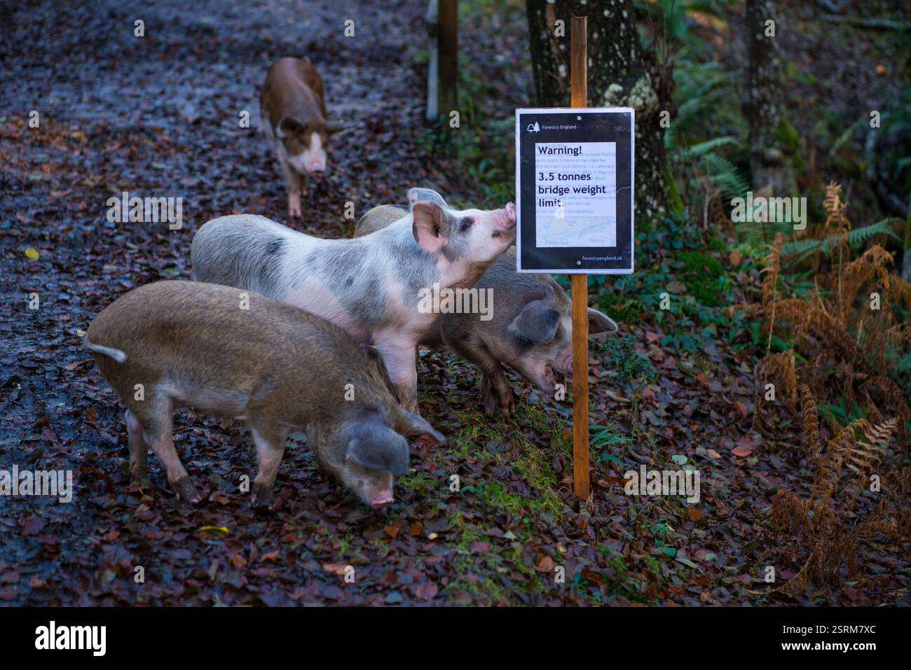 Ferkel durchstreifen den New Forest Nationalpark Stockfoto