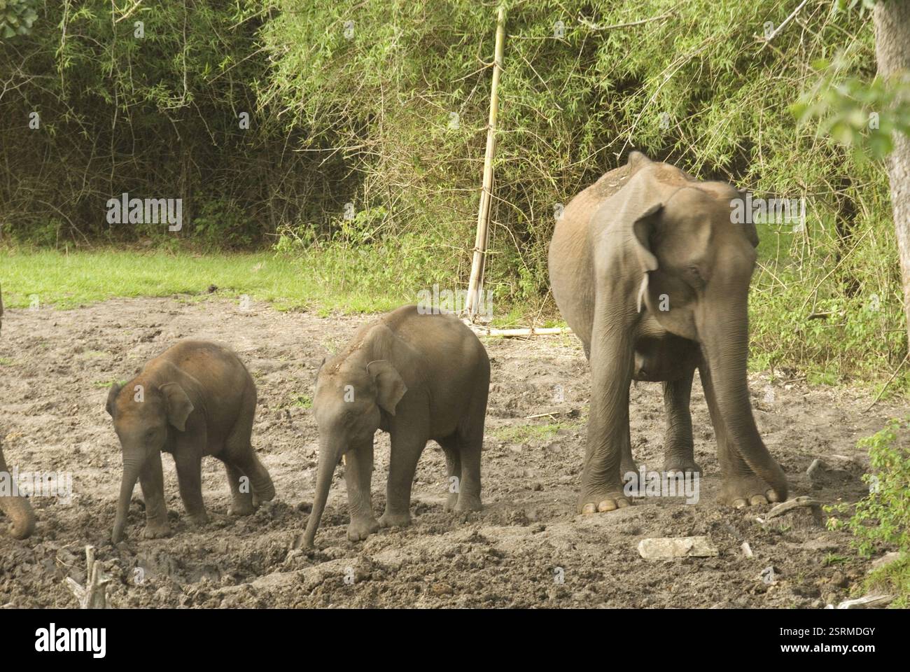 Indischer elefant elephas maximus mit Kälbern in Bandipur, Karnataka, Indien, Asien Stockfoto