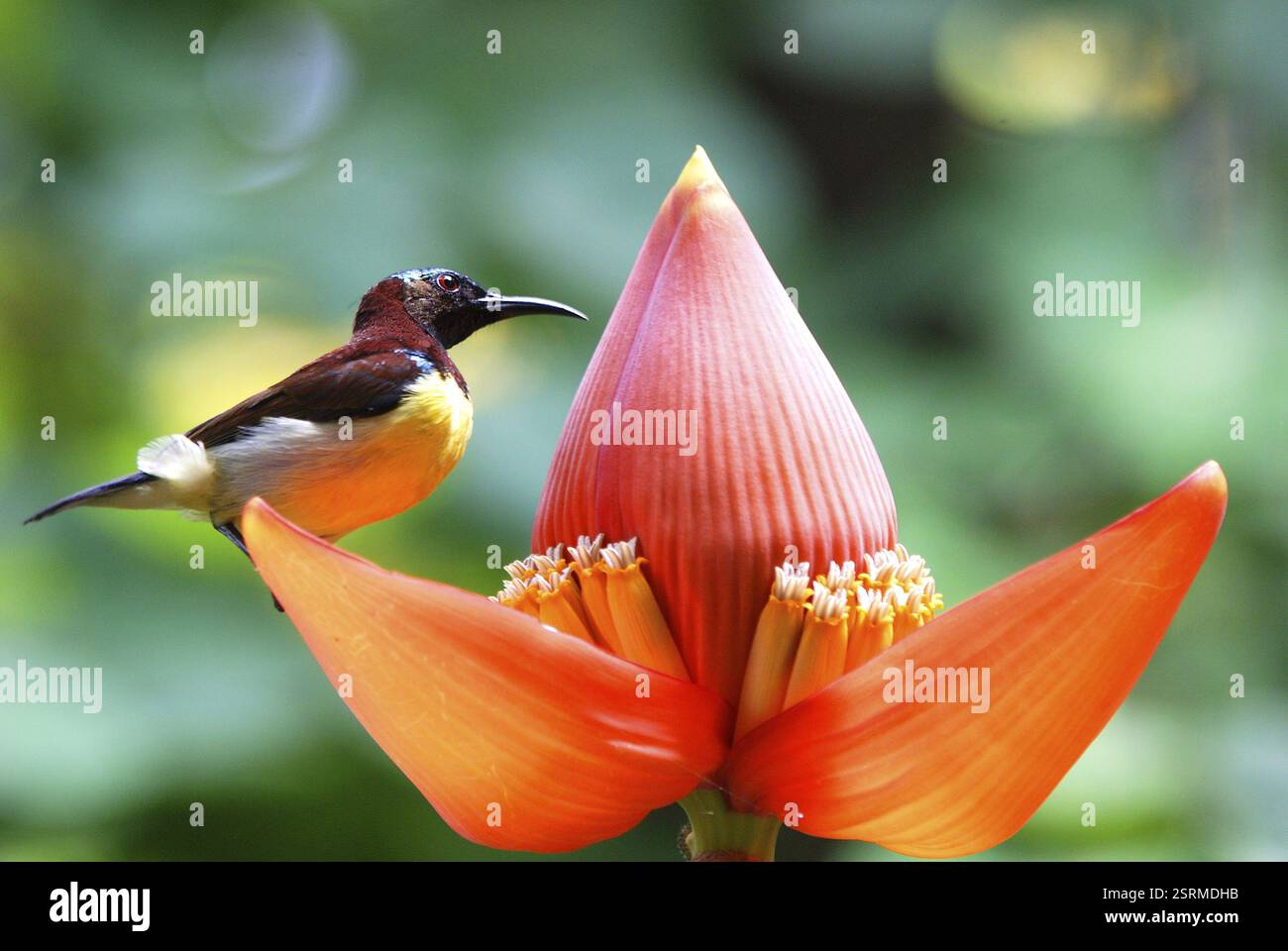 Vögel, Purple rumped sunbird männliche Nektarinia zeylonica sammeln Nektar, Howrah, Westbengalen, Indien, Asien Stockfoto