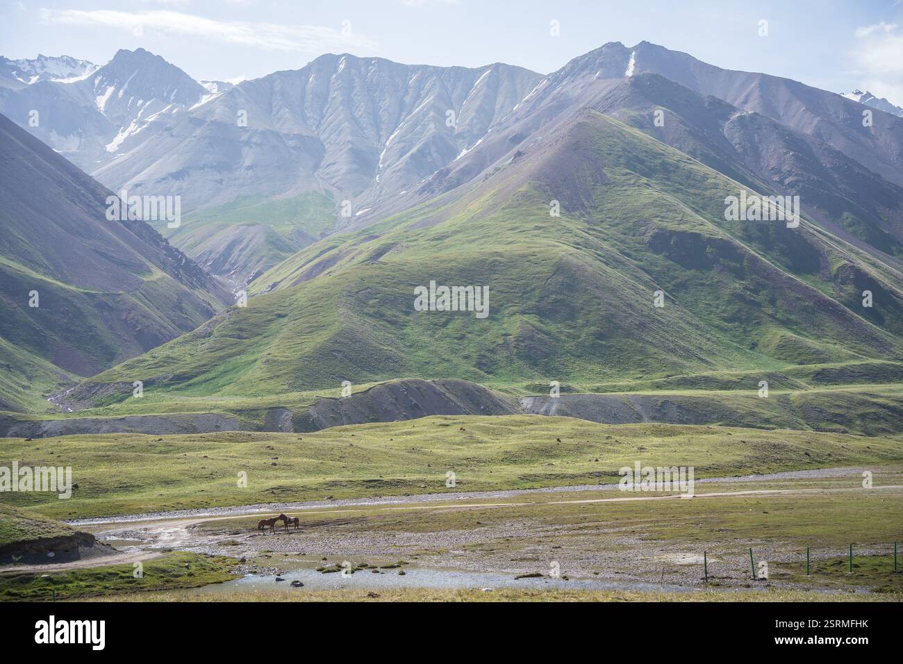 Zwei Pferde kuscheln sich in einer wunderschönen Alpenlandschaft mit grünen Weiden, Pamir-Bergen, Kirgisistan Stockfoto