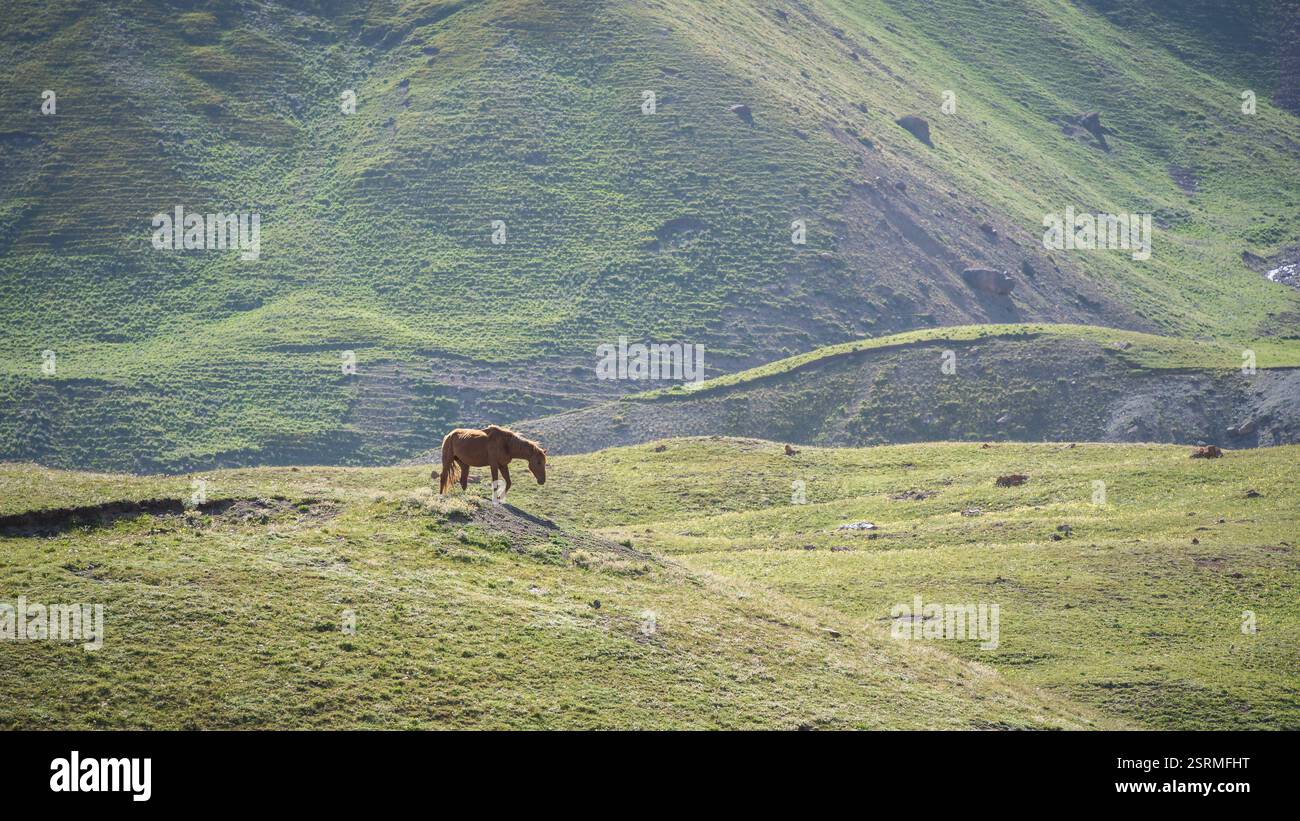 Einsames Pferd ohne Sattel auf grüner Wiese an einem sonnigen Tag, Pamir Berge, Kirgisistan Stockfoto