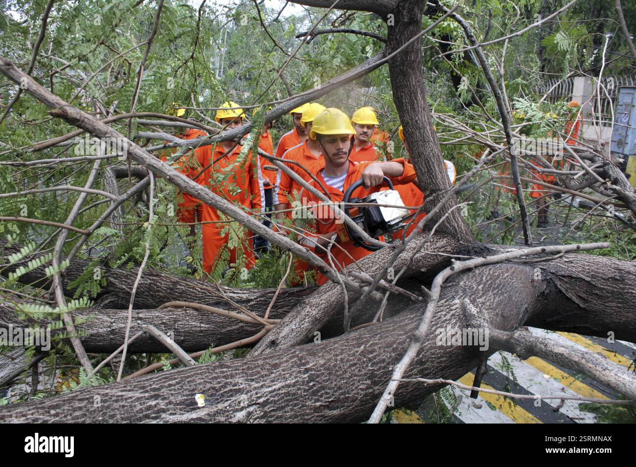 Mitglieder des Disaster Response Kraft (Schwund) Entfernen von Bäumen, die auf dem Weg der Zyklon Vardah, kam liegen entwurzelten in Chennai Stockfoto