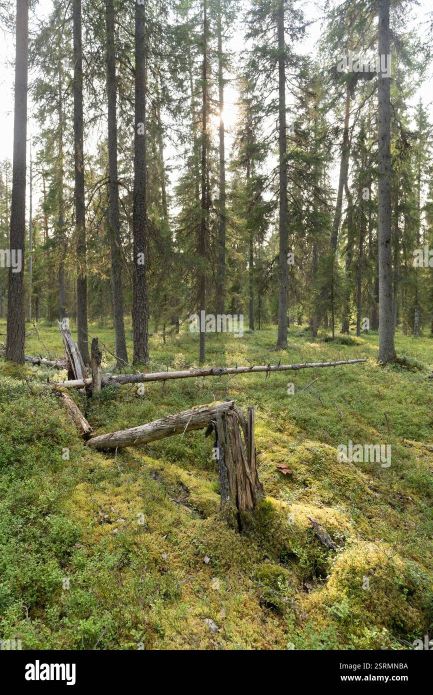 Umgestürzte Bäume in einem borealen Wald, Auttiköngäs, Finnland. Sonnenlicht filtert durch die Haube. Stockfoto