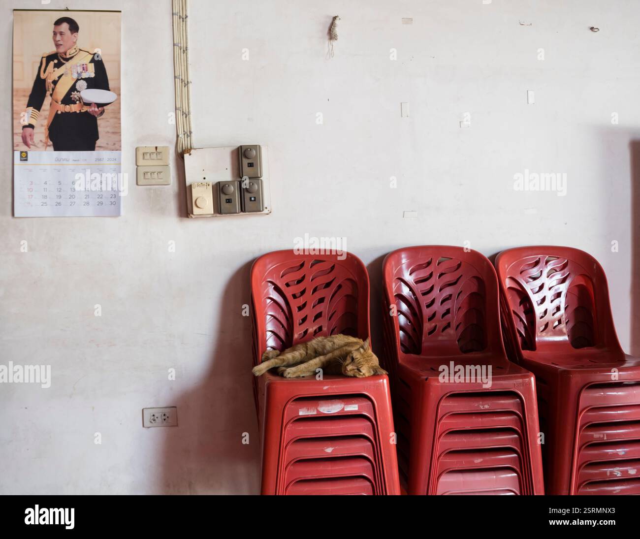 Eine Katze schläft friedlich unter dem Bild des thailändischen Königs Vajiralongkorn auf einem Stapel Plastikstühle in einem Tempel in Chiang Mai, Thailand. Stockfoto