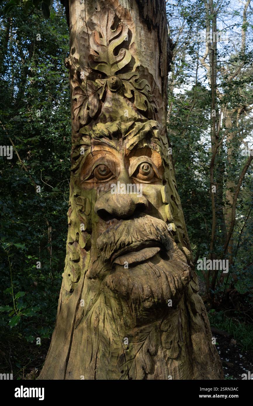 Geschnitztes Holzgesicht eines Baumes in Lesnes Abbey Woods London. Eine skurrile, von der Natur inspirierte Skulptur. Stockfoto