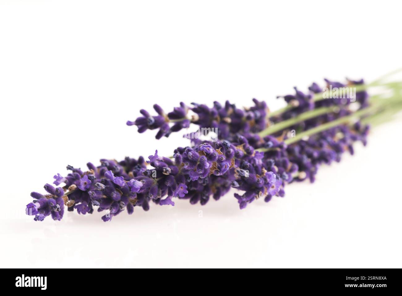 Lavendel Blume Stockfoto
