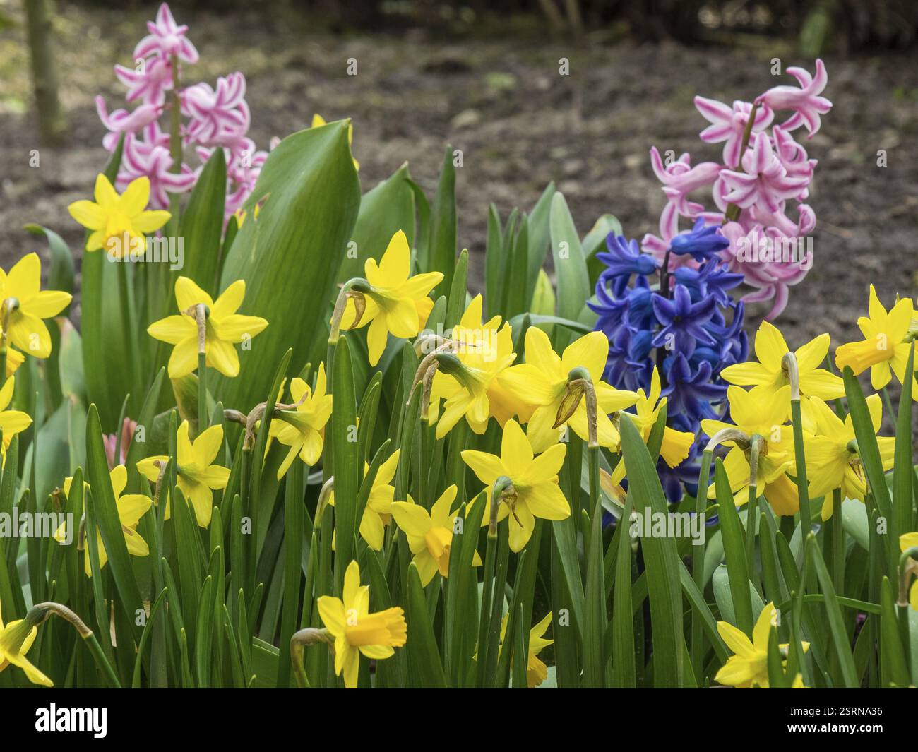 Bunte Frühlingsblumen im Garten mit gelben Narzissen und rosa und blauen Hyazinthen, heek, münsterland, deutschland Stockfoto