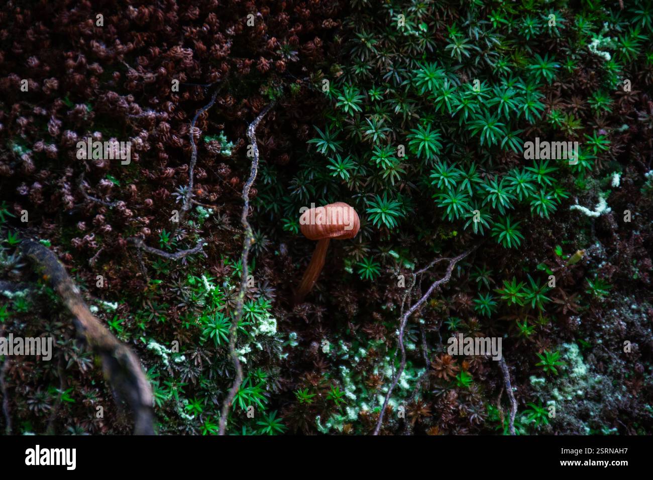Ein kleiner, brauner Pilz entsteht aus sattem, grünem Moos in einer lebendigen Waldlandschaft. Das Sonnenlicht zieht durch die Bäume und schafft eine lebendige Atmosphäre Stockfoto