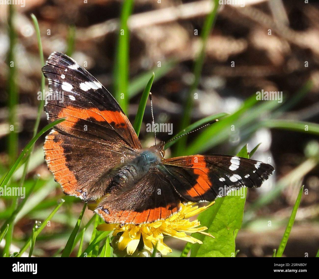 Red Admiral (Vanessa atalanta), Insecta, 3 Broad ln, Teeterville, AUF N0E 1S0, Kanada Stockfoto