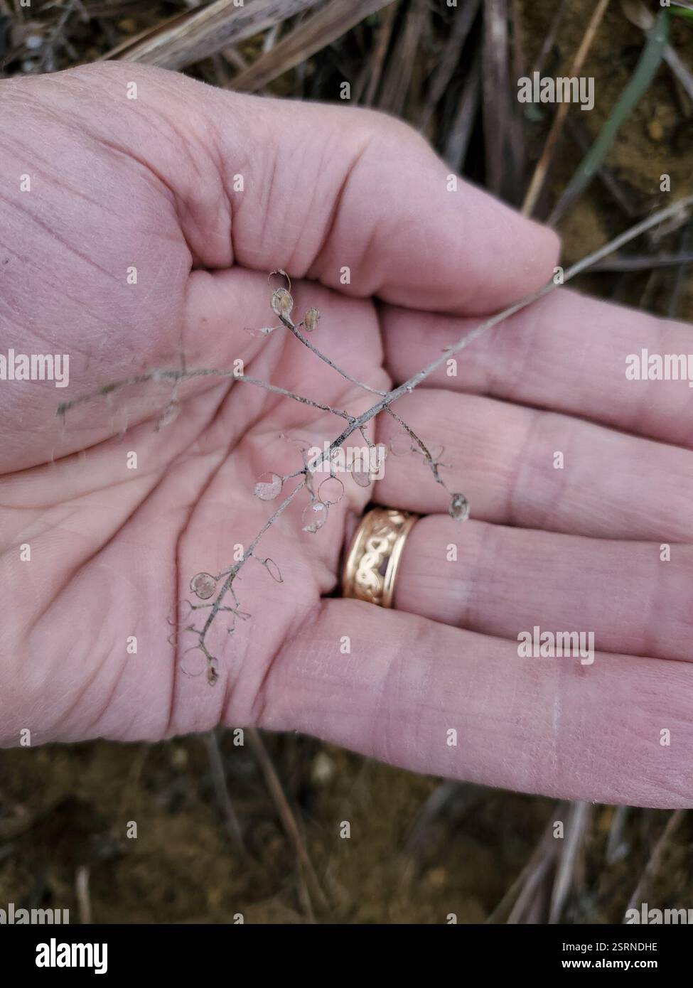 Alyssum (Alyssum), Plantae, Musselshell County, MT, USA Stockfoto