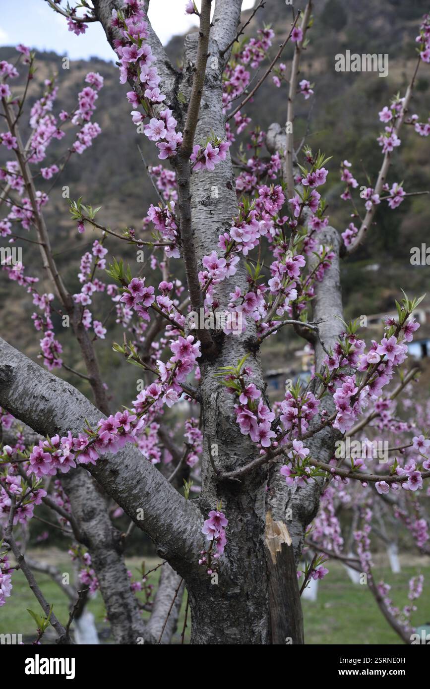 Pfirsichbaum, kasauli, himachal pradesh, Indien, Asien Stockfoto