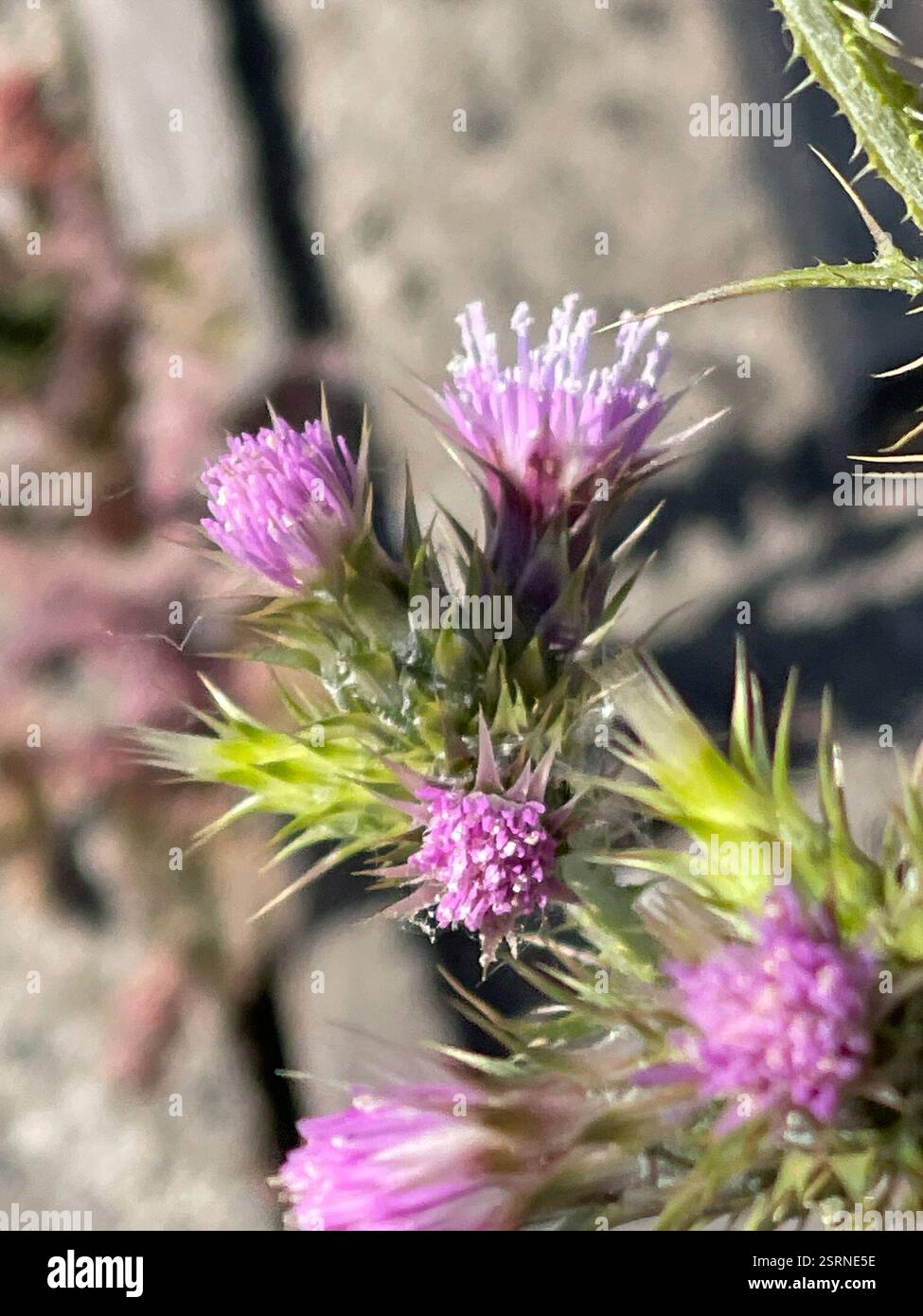 Slender Thistle (Carduus tenuiflorus), Plantae, William Jessop Way, Liverpool, England, GB Stockfoto