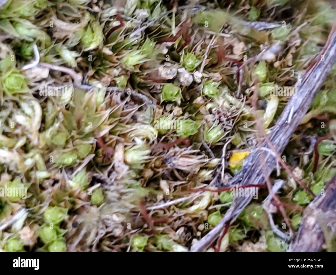 Moose (Bryophyta), Plantae, Musselshell County, MT, USA Stockfoto