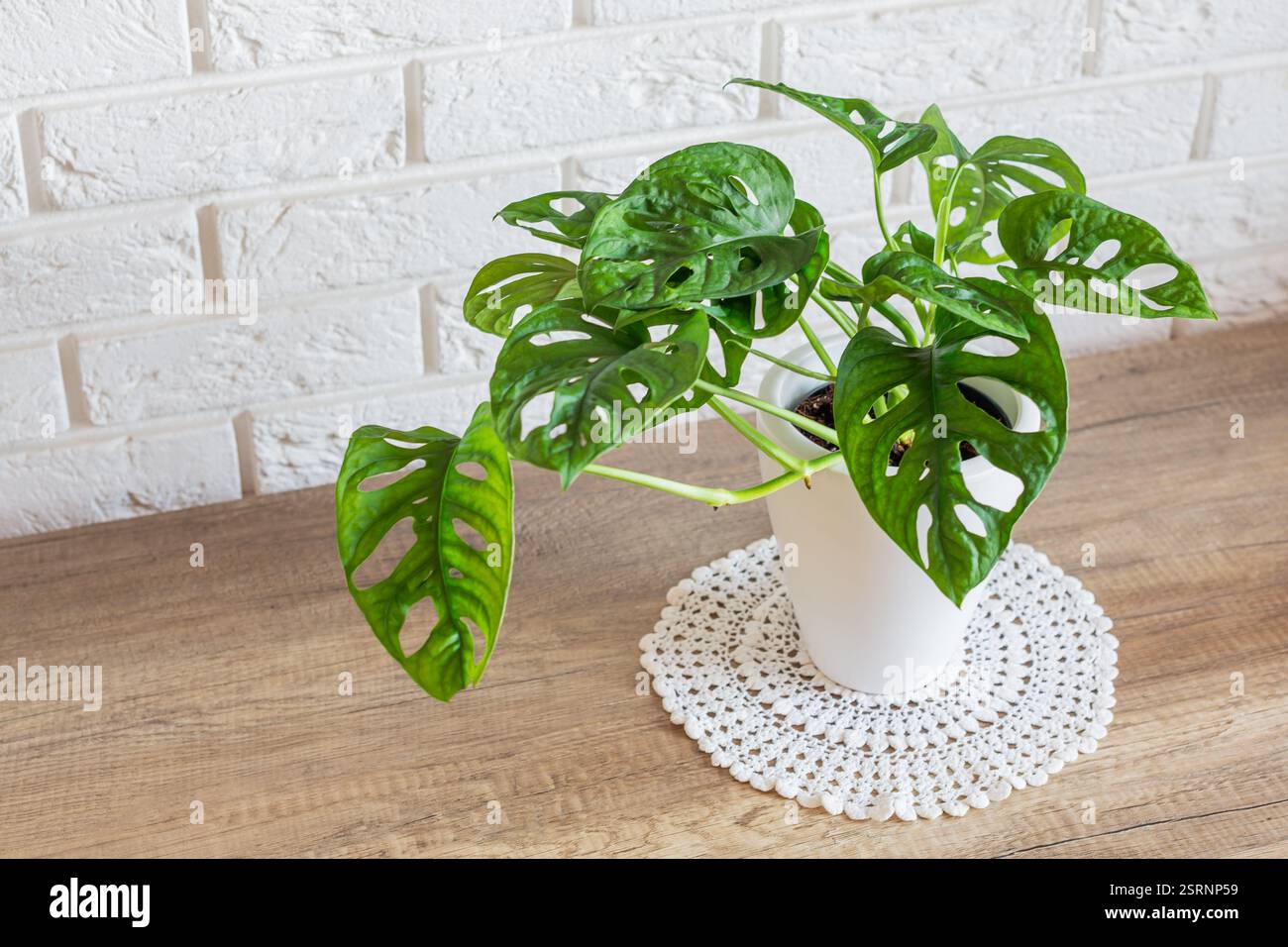 Die Monstera Adansonii-Pflanze nannte sich wegen der ovalen Perforationen an ihren Blättern als Schweizer Käsepflanze Stockfoto