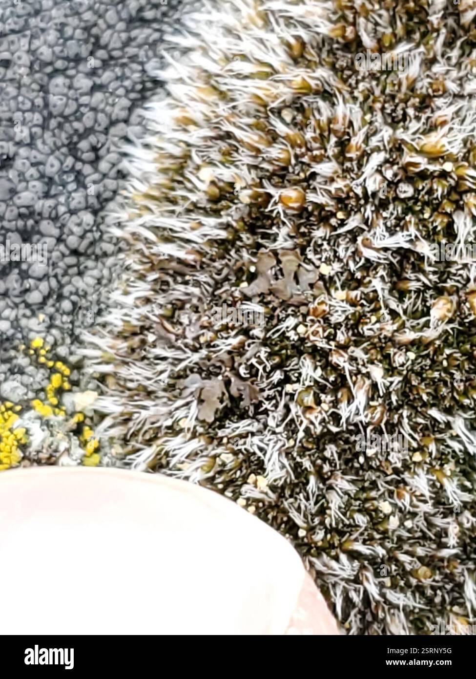 (Grimmia), Plantae, Musselshell County, MT, USA Stockfoto