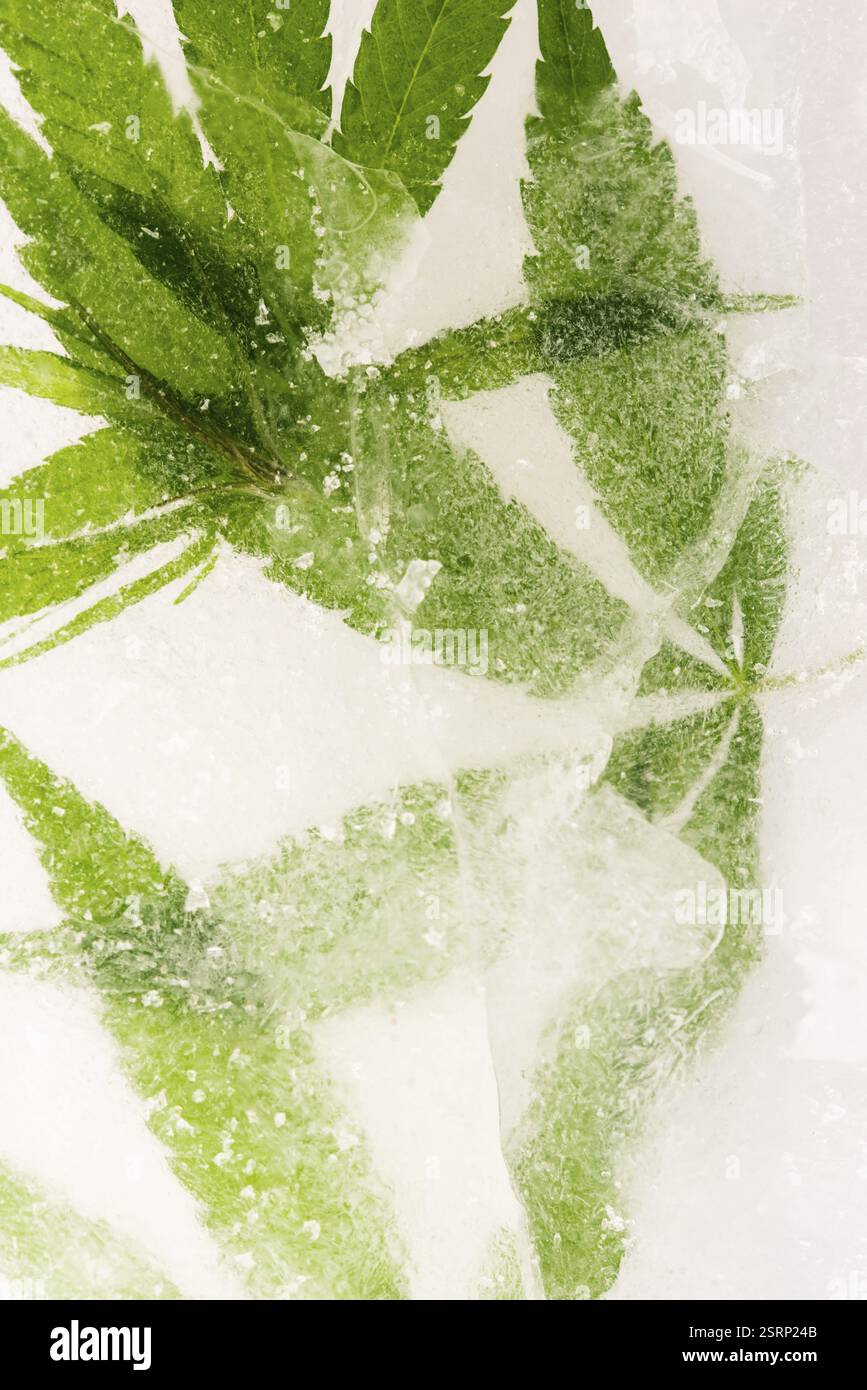 Cannabisblatt mit Hintergrundbeleuchtung in Eis gefroren Stockfoto