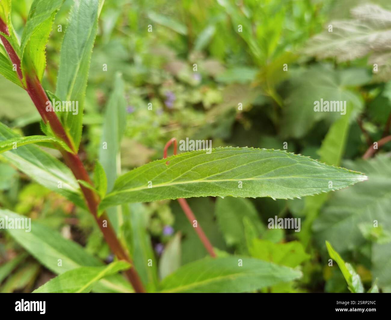Weidenhirte (Epilobium), Plantae, Emilienhofstraße 2, 37154 Northeim, Deutschland, I. glandulifera in der Nähe eines Grabens Stockfoto