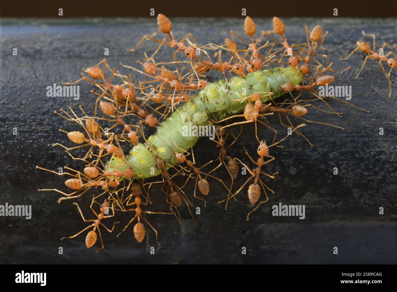Oecophylla smaragdina, Arbeitnehmer, die Toten Larven von Lepidoptera, Thiruvananthapuram, Kerala, Indien, Asien Stockfoto