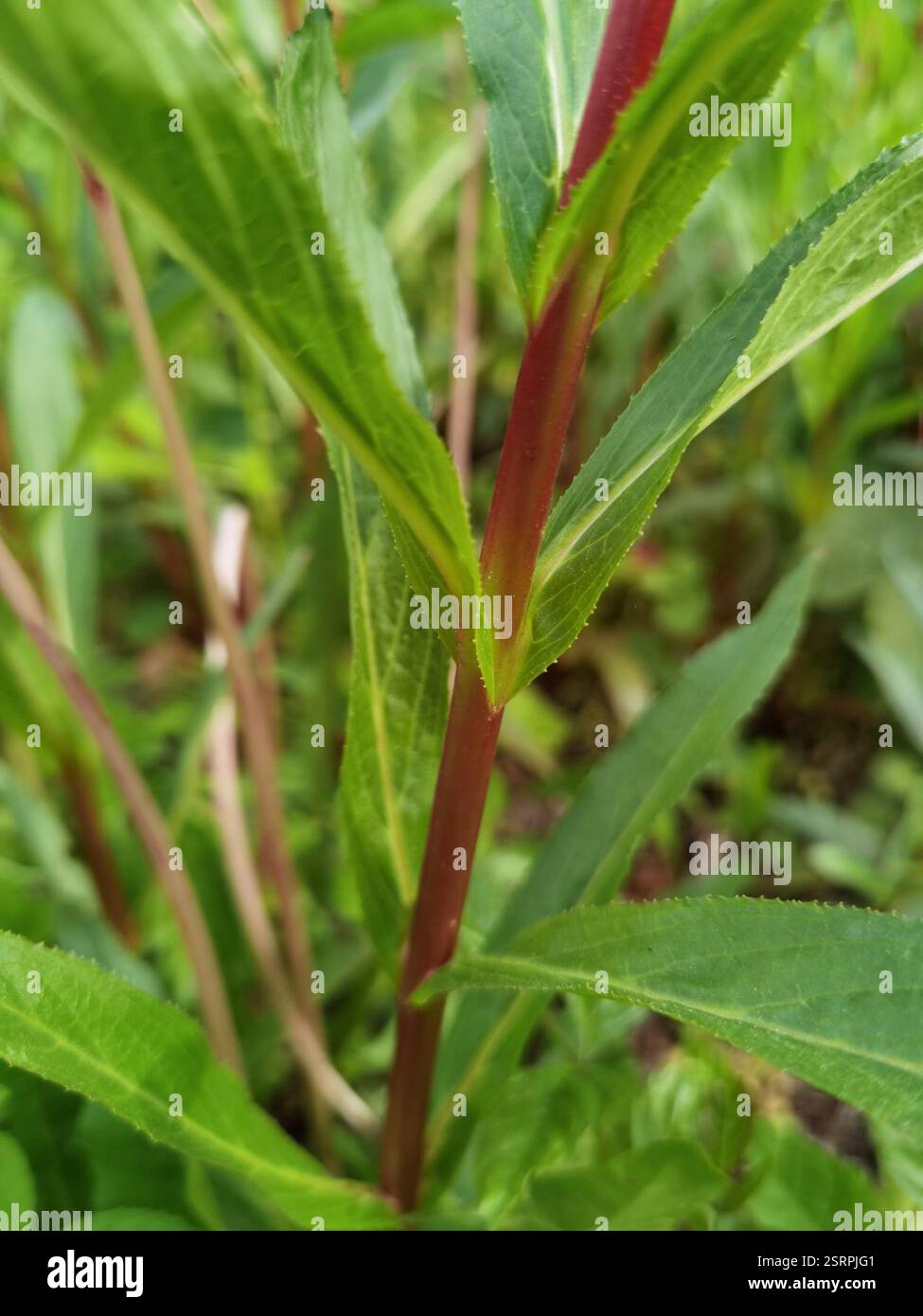 Weidenhirte (Epilobium), Plantae, Emilienhofstraße 2, 37154 Northeim, Deutschland, I. glandulifera in der Nähe eines Grabens Stockfoto